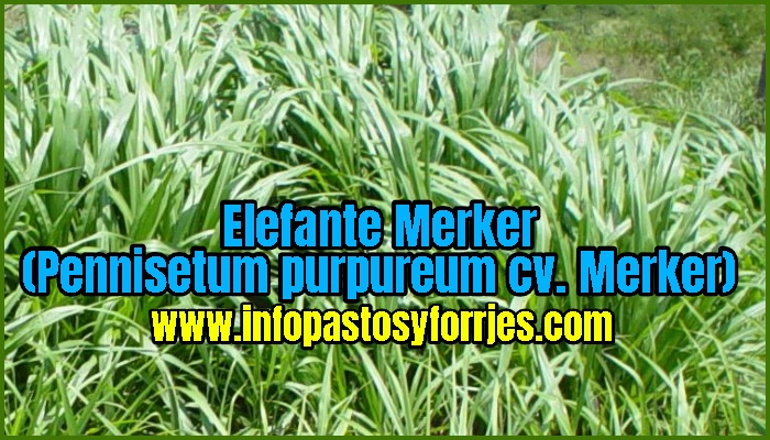 Pasto Elefante Merker (Pennisetum purpureum cv. Merker)