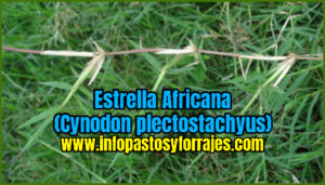 Pasto Estrella Africana (Cynodon plectostachyus)