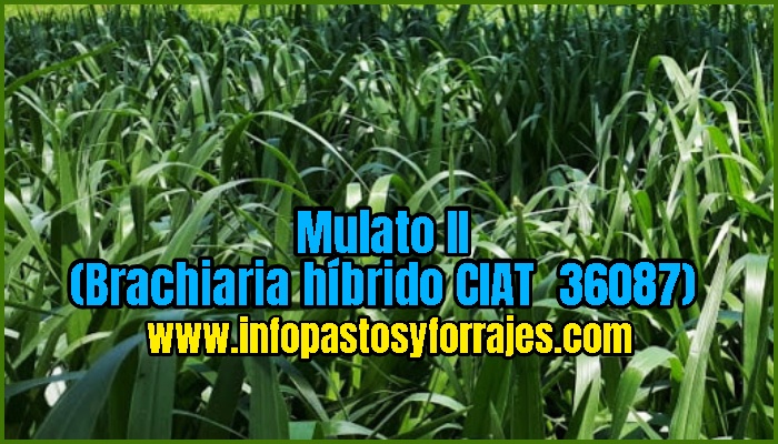 Pasto Mulato II (Brachiaria híbrido CIAT 36087) O (Brachiaria híbrido cv. Mulato II)