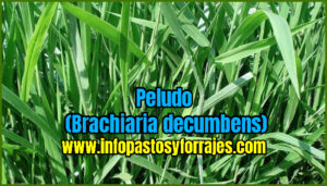 Pasto Peludo (Brachiaria decumbens)