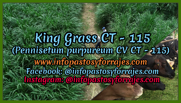 Pasto de Corte King Grass CT - 115 (Pennisetum purpureum CV CT - 115)