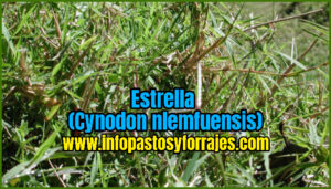 Pasto Estrella (cynodon nlemfuensis)