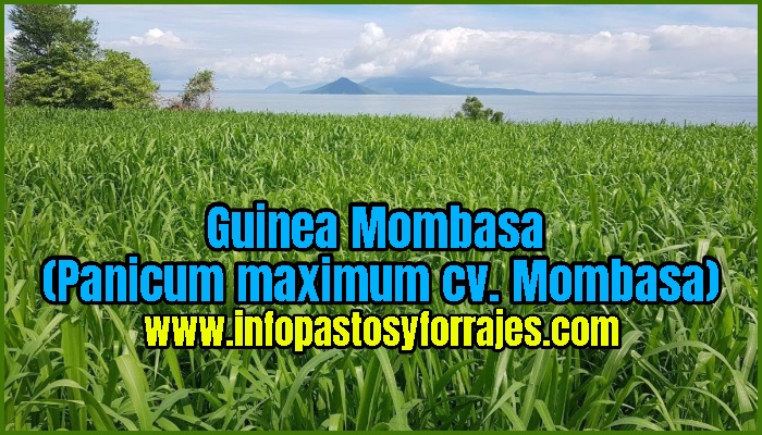 Pasto Guinea Mombasa (Panicum maximum cv. Mombasa)