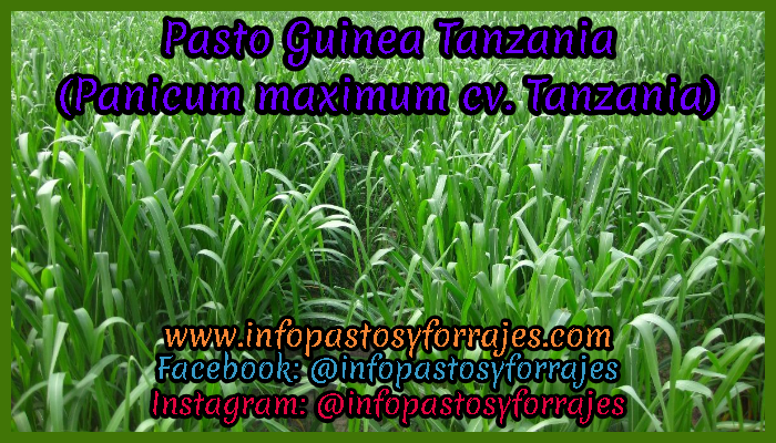 Pasto Guinea Tanzania (Panicum maximum cv. Tanzania)