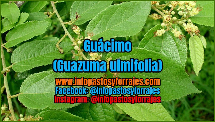 Árbol Forrajero Guácimo (Guazuma ulmifolia)