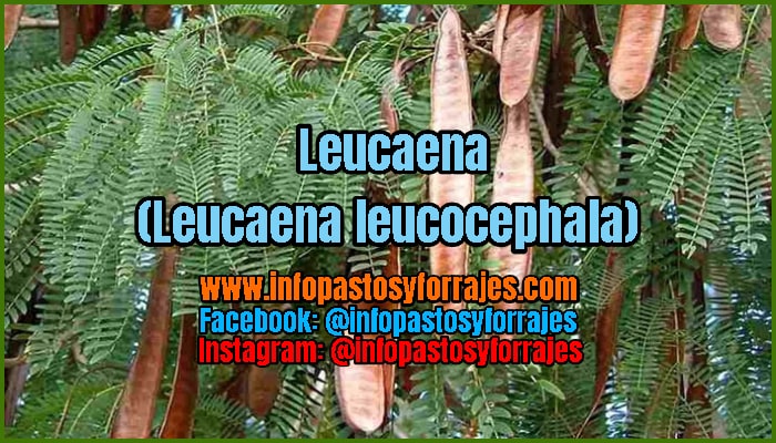Árbol Forrajero Leucaena (Leucaena leucocephala)