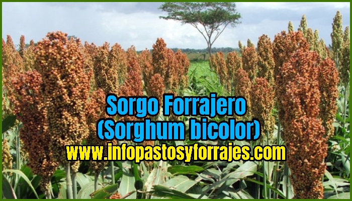 Sorgo Forrajero (Sorghum bicolor)
