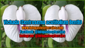 Leguminosa Vichada (Centrosema acutifolium Benth)