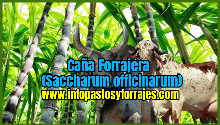 Caña Forrajera (Saccharum officinarum)