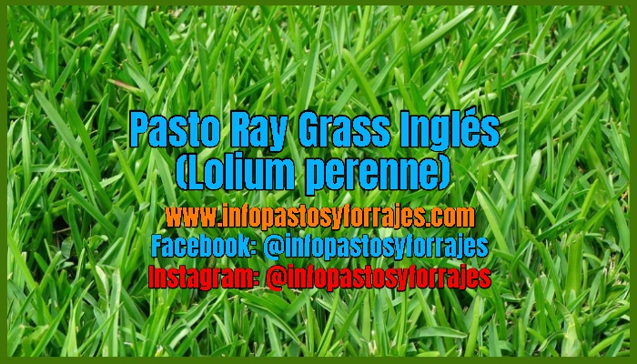 Pasto Ray Grass Inglés (Lolium perenne)