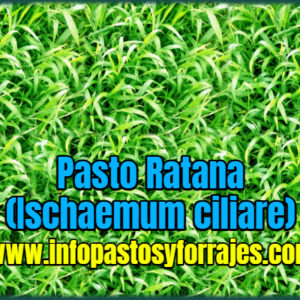 Pasto Ratana (Ischaemum ciliare)