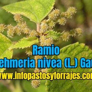 Ramio (Boehmeria nivea (L.) Gaud.)