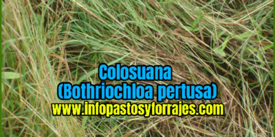 Pasto Colosuana (Bothriochloa pertusa)