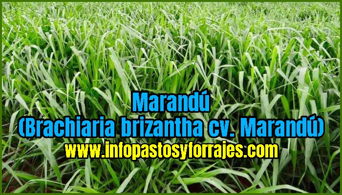 Pasto MarandÃº (Brachiaria brizantha cv. MarandÃº)