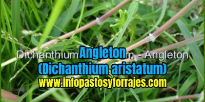 Pasto Angleton (Dichanthium aristatum)