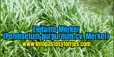 Pasto Elefante Merker (Pennisetum purpureum cv. Merker)