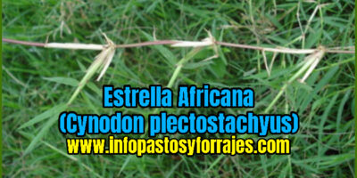 Pasto Estrella Africana (Cynodon plectostachyus)