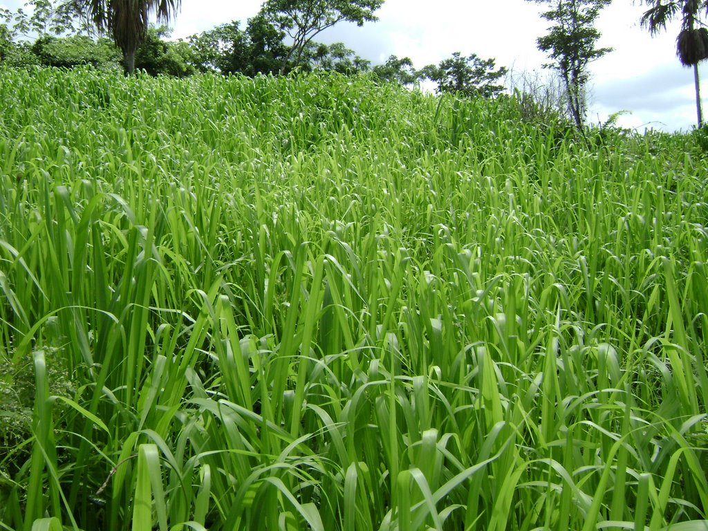 Pasto Guinea