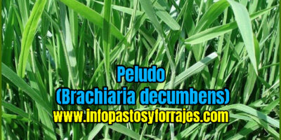 Pasto Peludo (Brachiaria decumbens)