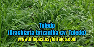 Pasto Toledo (Brachiaria brizantha cv. Toledo)