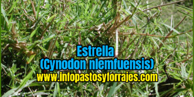 Pasto Estrella (cynodon nlemfuensis)