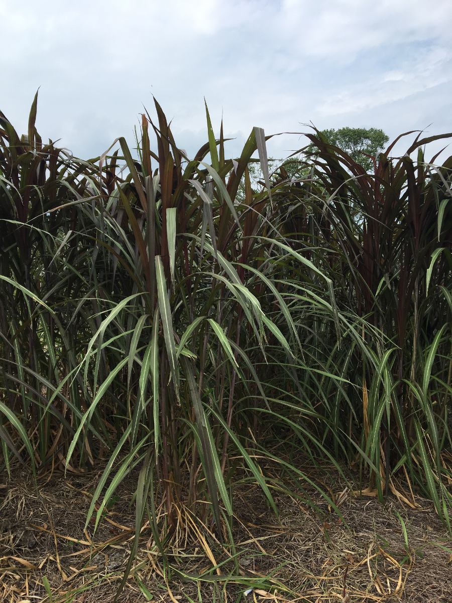 Pasto King Grass Morado