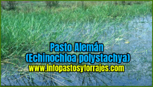 Pasto Alemán (Echinochloa polystachya)