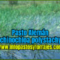 Pasto AlemÃ¡n (Echinochloa polystachya)