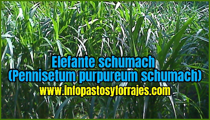 Pasto Elefante schumach (Pennisetum purpureum schumach)
