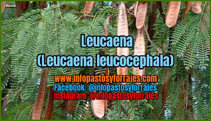 ✓ Leucaena (Leucaena leucocephala) - Usos, Calidad nutricional