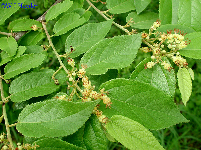 Guácimo (Guazuma ulmifolia)