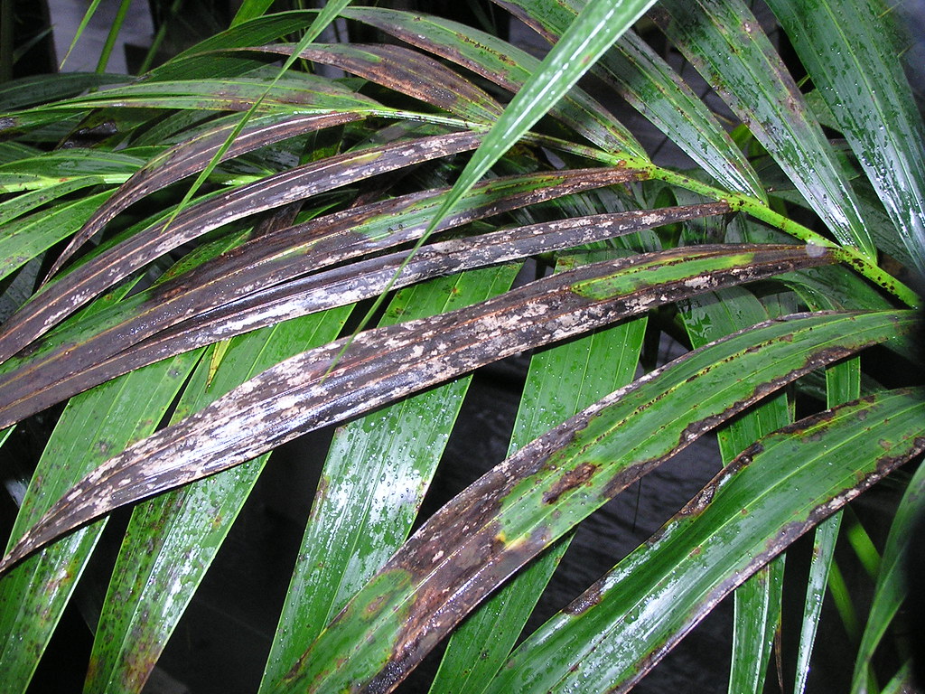 Mancha foliar ocasionada por Cylindrocladium sp