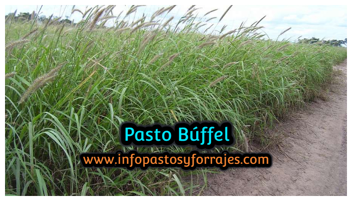 Pasto Búffel (Cenchrus ciliaris) - Información Completa