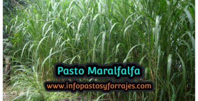 Pasto Maralfalfa