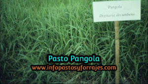 Pasto Pangola