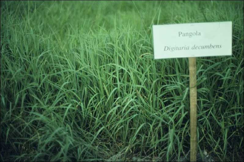 Pasto Pangola