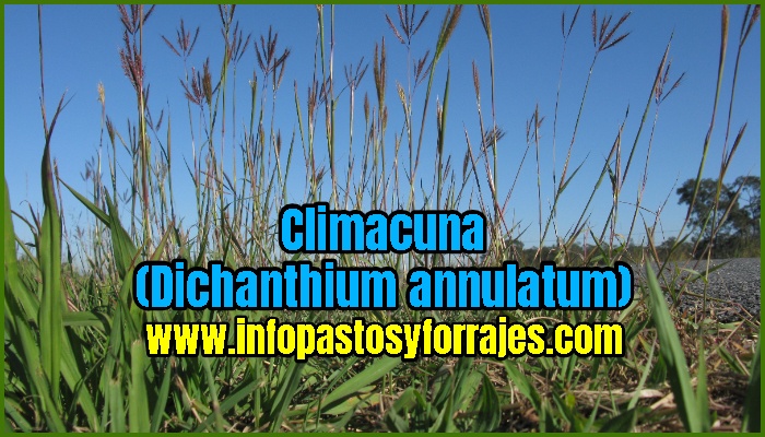 Pasto Climacuna (Dichanthium annulatum)