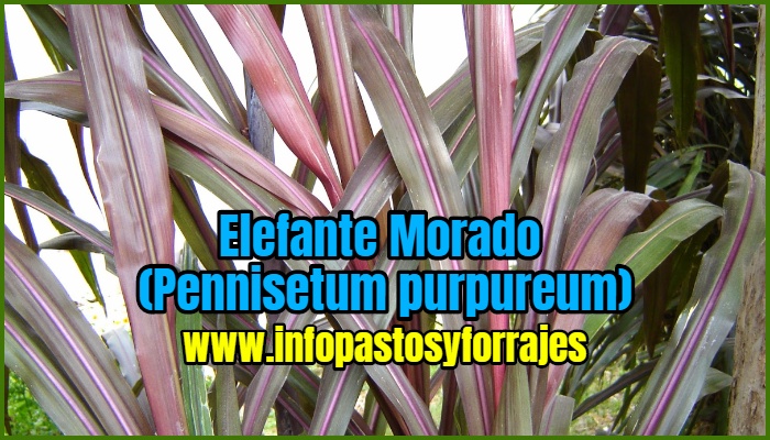 Pasto Elefante Morado (Pennisetum purpureum CV Camerún rojo)
