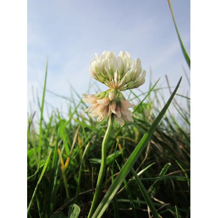 Trébol Blanco (Trifolium repens) en asocio con Kikuyo