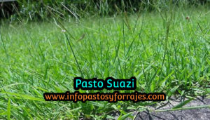 Pasto Suazi