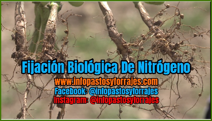 ✓ Fijación Biológica de Nitrógeno; Microorganisos que participan