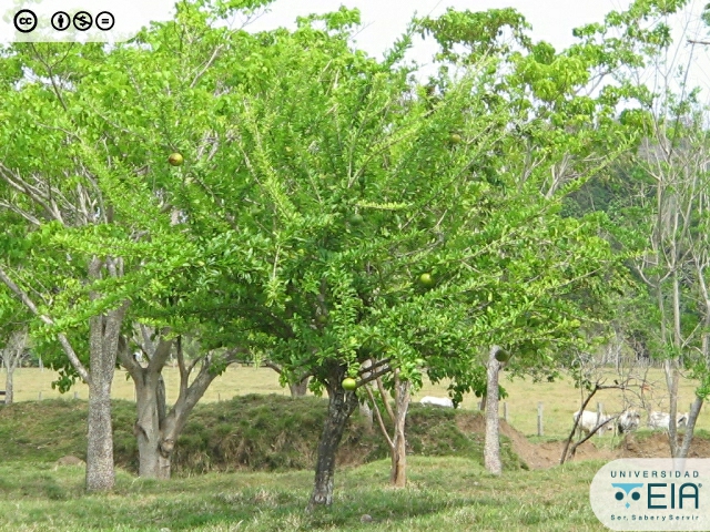 Árbol de totumo en sistema silvopastoril