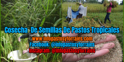 Cosecha De Semillas De Pastos Tropicales