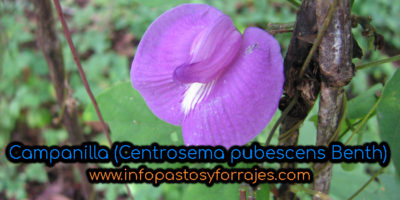 Leguminosa Campanilla (Centrosema pubescens Benth)