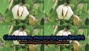 Leguminosa Centrosema macrocarpum Benth