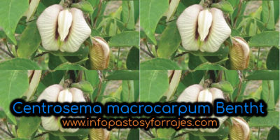Leguminosa Centrosema macrocarpum Benth