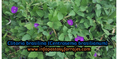 Leguminosa Clitoria brasiliana