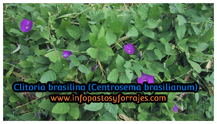 Leguminosa Clitoria brasiliana