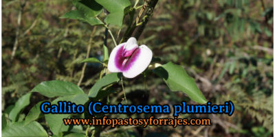 Leguminosa Gallito