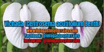 Leguminosa Vichada (Centrosema acutifolium Benth)